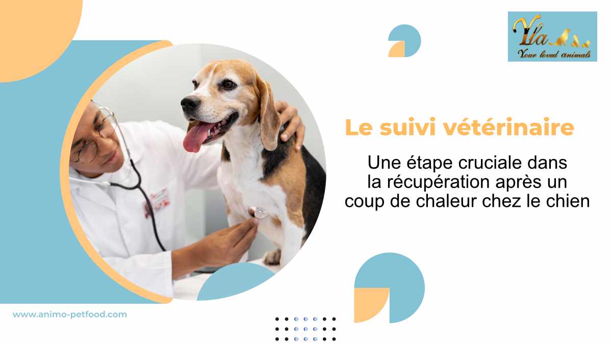 suivi-veterinaire-apres-coup-de-chaleur-chez-les-chiens